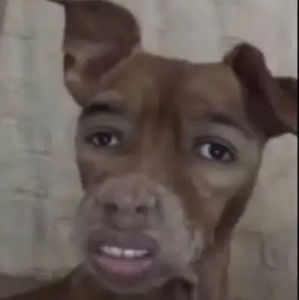 Meet your Posher, Andy